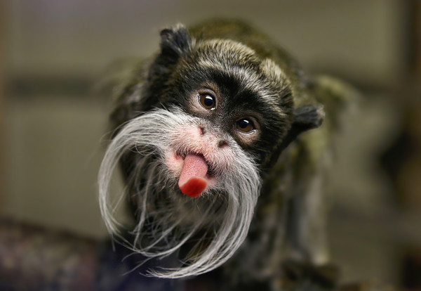 Playful Emperor Tamarin Monkey Picture Board by Simon Marlow