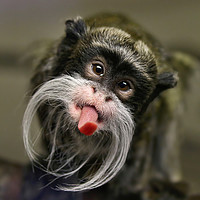 Buy canvas prints of Playful Emperor Tamarin Monkey by Simon Marlow
