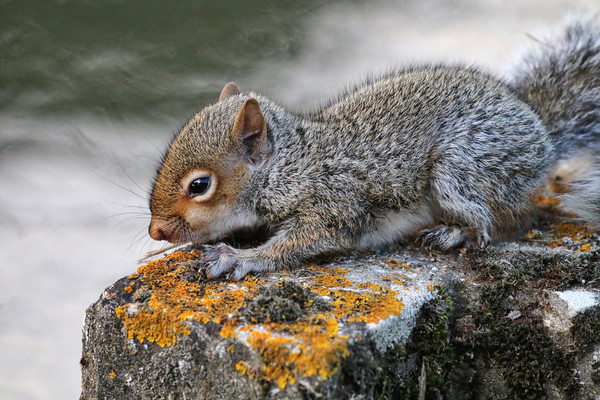 Adorable Grey Squirrel in its Habitat Picture Board by Simon Marlow