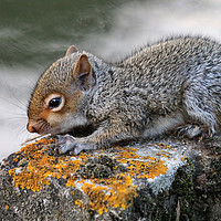 Buy canvas prints of Adorable Grey Squirrel in its Habitat by Simon Marlow