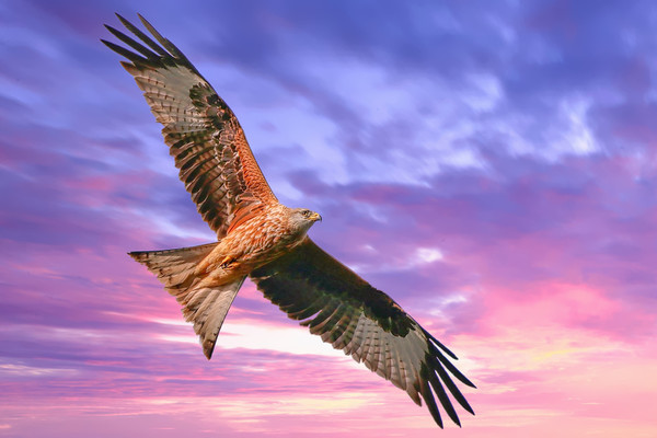 Majestic Red Kite in Flight Picture Board by Simon Marlow