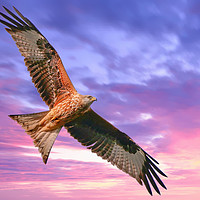 Buy canvas prints of Majestic Red Kite in Flight by Simon Marlow