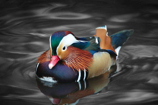 The beautiful colours of a male Mandarin Duck Picture Board by Simon Marlow