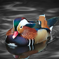 Buy canvas prints of The beautiful colours of a male Mandarin Duck by Simon Marlow