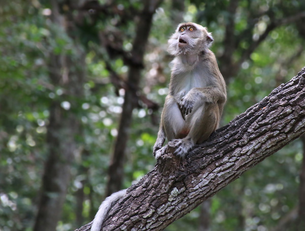 Long Tailed Macaque in the Borneo jungle Picture Board by Simon Marlow