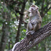 Buy canvas prints of Long Tailed Macaque in the Borneo jungle by Simon Marlow