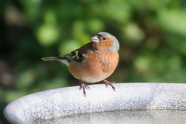Chaffinch Picture Board by Simon Marlow