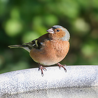 Buy canvas prints of Chaffinch by Simon Marlow