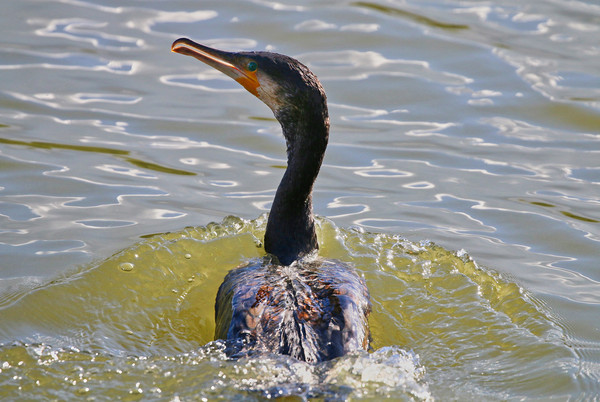 Close up of a Cormorant swimming through the water Picture Board by Simon Marlow