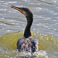 Buy canvas prints of Close up of a Cormorant swimming through the water by Simon Marlow