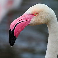 Buy canvas prints of Majestic Greater Flamingo by Simon Marlow
