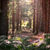 Buy canvas prints of Golden Path through Autumn Forest by Simon Marlow