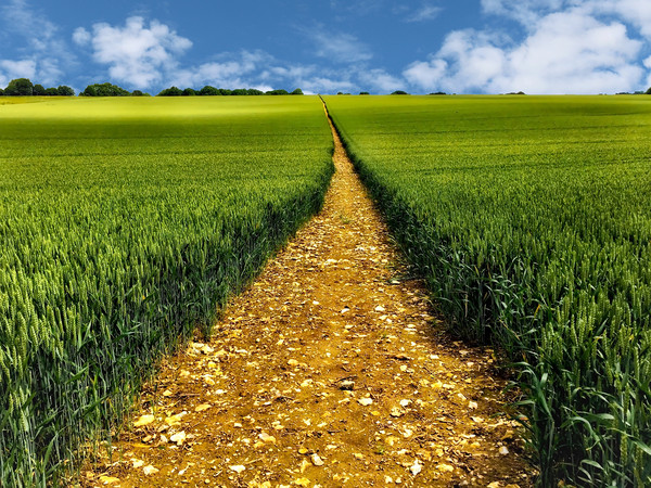 A Golden Trail Through a Bountiful Wheat Field Picture Board by Simon Marlow