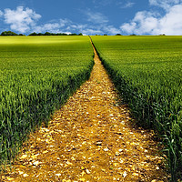 Buy canvas prints of A Golden Trail Through a Bountiful Wheat Field by Simon Marlow