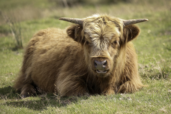 Young Highland Cow in the Black Mountains, Wales Picture Board by Simon Marlow