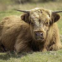 Buy canvas prints of Young Highland Cow in the Black Mountains, Wales by Simon Marlow
