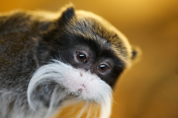 Beautiful little Emperor Tamarin Monkey Picture Board by Simon Marlow
