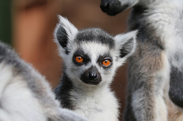 Young Ring Tailed Lemur between parents Picture Board by Simon Marlow
