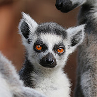 Buy canvas prints of Young Ring Tailed Lemur between parents by Simon Marlow