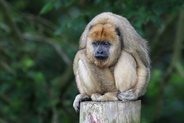 Grumpy Howler Monkey Picture Board by Simon Marlow