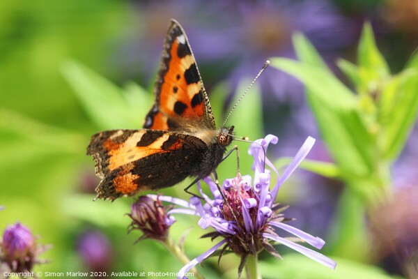 Tortoisehell Butterfly on a wild flower Picture Board by Simon Marlow