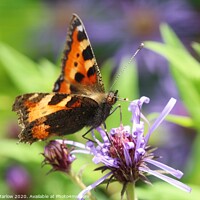 Buy canvas prints of Tortoisehell Butterfly on a wild flower by Simon Marlow