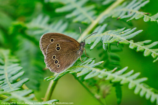Meadow Brown Butterfly Picture Board by Simon Marlow