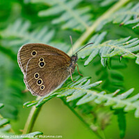 Buy canvas prints of Meadow Brown Butterfly by Simon Marlow