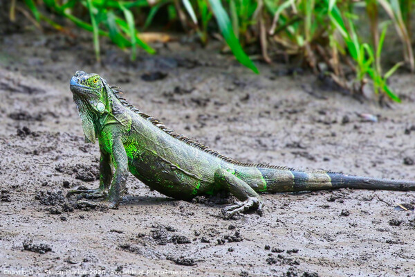 Majestic Iguana in the Costa Rican wilderness Picture Board by Simon Marlow