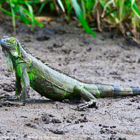 Buy canvas prints of Majestic Iguana in the Costa Rican wilderness by Simon Marlow