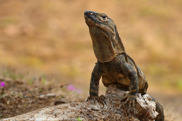 Alert Iguana on rocks in Costa Rica Picture Board by Simon Marlow