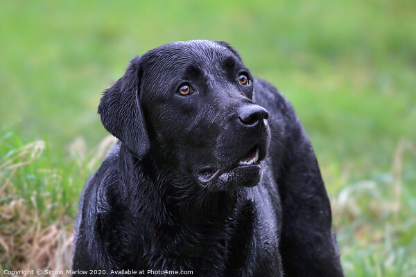 Beautiful portrait of a Black Labrador Picture Board by Simon Marlow