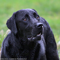Buy canvas prints of Beautiful portrait of a Black Labrador by Simon Marlow