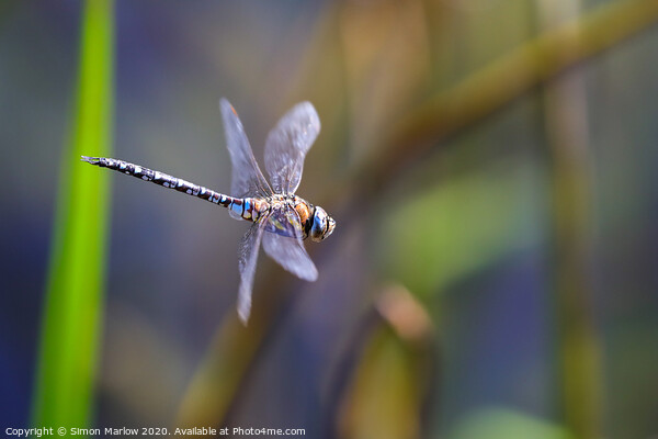 Male Emperor Dragonfly in flight Picture Board by Simon Marlow