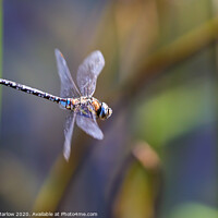 Buy canvas prints of Male Emperor Dragonfly in flight by Simon Marlow