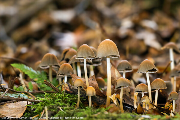 Enchanting Autumn Fungi Picture Board by Simon Marlow