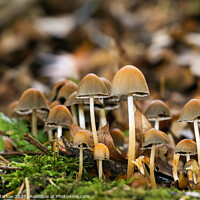 Buy canvas prints of Enchanting Autumn Fungi by Simon Marlow