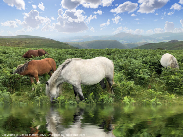 Wild Horses on Long Mynd Shropshire Picture Board by Simon Marlow