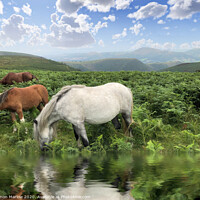 Buy canvas prints of Wild Horses on Long Mynd Shropshire by Simon Marlow