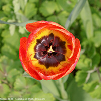 Buy canvas prints of Stunning Three Colour Harlequin Poppy by Simon Marlow