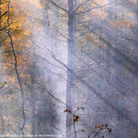Buy canvas prints of Rays of sunlight through autumn trees by Simon Marlow