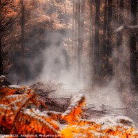 Buy canvas prints of Enchanting Forest Awakening by Simon Marlow