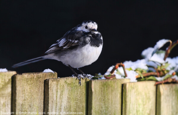 Pied Wagtail in the winter snow Picture Board by Simon Marlow