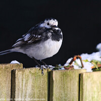 Buy canvas prints of Pied Wagtail in the winter snow by Simon Marlow