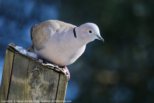 Serene Collared Dove on a Bird Box Picture Board by Simon Marlow