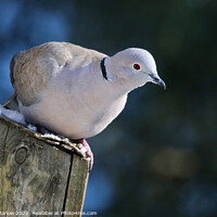 Buy canvas prints of Serene Collared Dove on a Bird Box by Simon Marlow