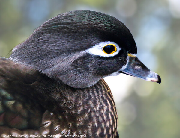 Close up of a Wood Duck Picture Board by Simon Marlow
