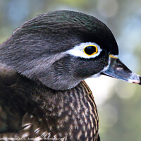Buy canvas prints of Close up of a Wood Duck by Simon Marlow