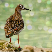 Buy canvas prints of Ruff at WWT Martin Mere by Simon Marlow
