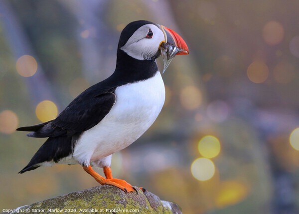 The Joyful Return of the Puffin Picture Board by Simon Marlow
